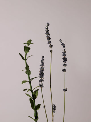 AROMATICA - Serene Body Wash Lavender & Marjoram