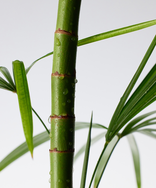 PURITO - Mighty Bamboo Panthenol Cream